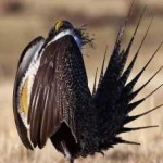 image of greator_sage_grouse #0