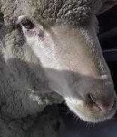 image of animal