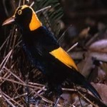 image of regent_bowerbird #0