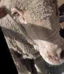image of animal