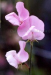 image of flower