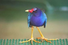 image of european_gallinule