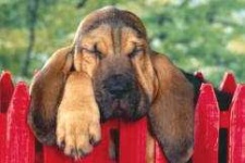 image of bloodhound
