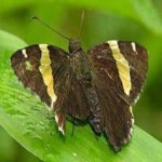 image of banded_butterfly #28