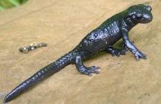 image of european_fire_salamander