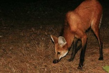 image of red_wolf