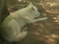 image of white_wolf #9