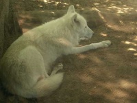 image of white_wolf
