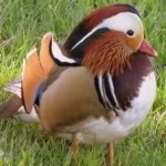 image of bird