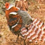 image of bird