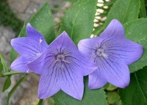 image of balloon_flower #44