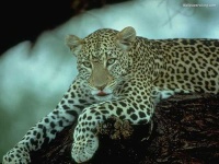 image of jaguar_car