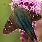 image of butterfly #12