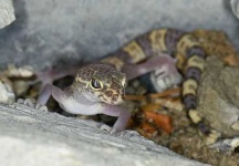image of banded_gecko