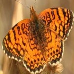 image of animal