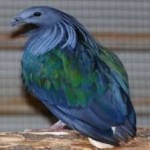 image of bird