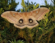 image of moth #46