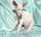 image of ibizan_hound