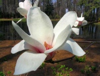 image of magnolia #42