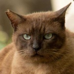 image of animal