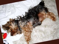 image of silky_terrier #29