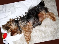 image of silky_terrier