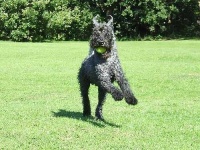 image of kerry_blue_terrier
