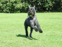 image of kerry_blue_terrier #20