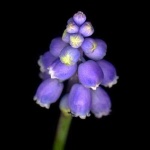 image of grape_hyacinth #1