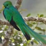 image of bird