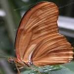 image of animal