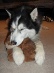 image of eskimo_dog