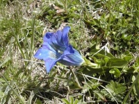 image of flower