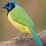 image of green_jay #9