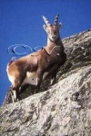 image of ibex