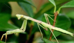 image of mantis