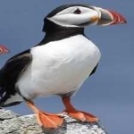 image of bird