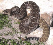 image of diamondback #18