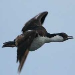 image of bird