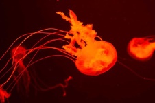 image of animal