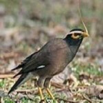 image of bird