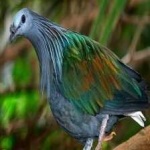 image of bird