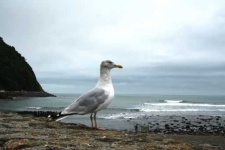 image of seagull