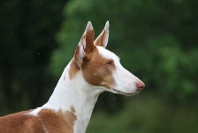 image of ibizan_hound