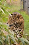 image of jaguar_car