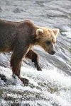 image of brown_bear