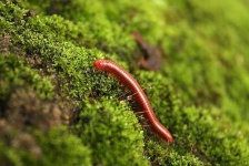 image of centipede