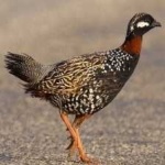 image of black_francolin #7