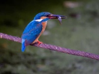 image of kingfisher
