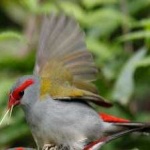 image of bird